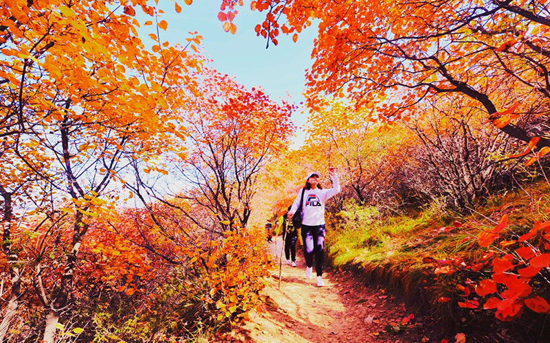 金沙河佛照山秋季漫山红叶，供游客免费观赏